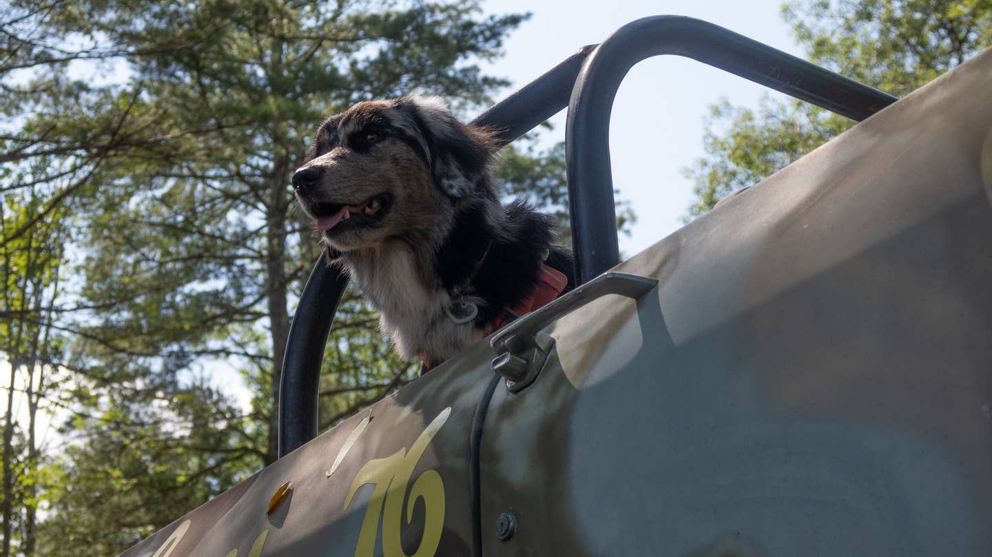 A dog riding in an old truck.